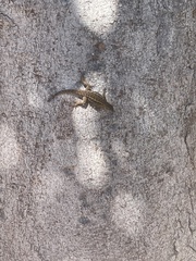 Sceloporus occidentalis bocourtii