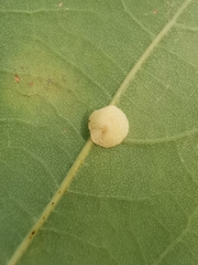 Neuroterus quercusbaccarum