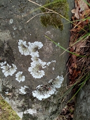 Xanthoparmelia stenophylla