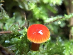 Gliophorus psittacinus