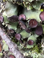 Peltigera venosa