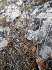 Genista albida