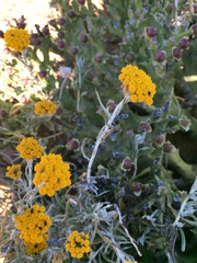 Helichrysum revolutum