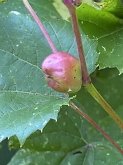 Ampelomyia vitispomum