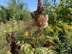 Sorbaria sorbifolia