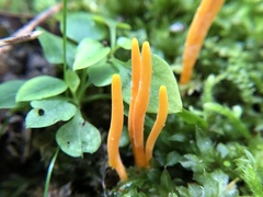 Clavariaceae