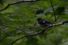 Setophaga caerulescens