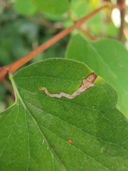 Aulagromyza hendeliana