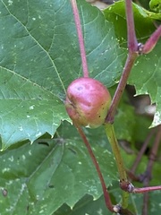 Ampelomyia vitispomum