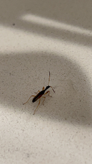 Myodocha serripes