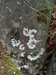 Xanthoparmelia stenophylla