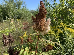 Sorbaria sorbifolia