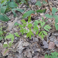 Anemonoides nemorosa