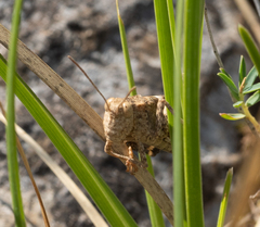 Oedipoda