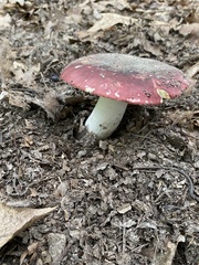 Russula xerampelina