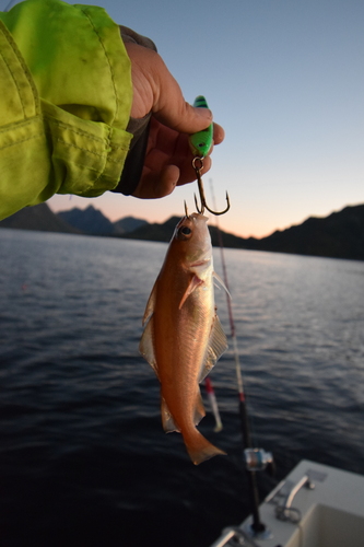 Poor cod (Trisopterus minutus) — Gadidae — 5