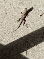 Sceloporus occidentalis