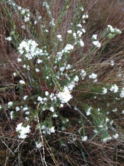 Lachnaea diosmoides