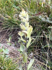 Castilleja occidentalis