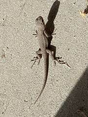 Sceloporus occidentalis