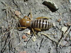 Ammopelmatus