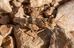 Oedipoda