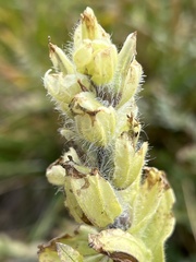 Castilleja occidentalis