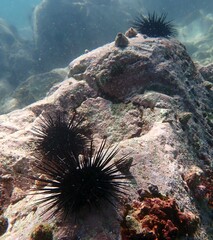 Echinometra vanbrunti