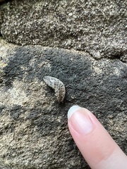 Megapallifera mutabilis