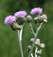 Cirsium arvense vestitum
