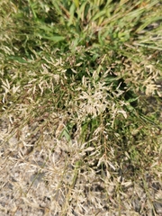 Eragrostis minor