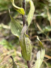 Castilleja occidentalis