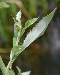 Cirsium arvense vestitum