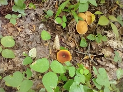 Heimiomyces tenuipes