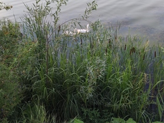 Anser anser domesticus