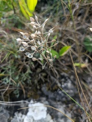 Alyssum trichostachyum