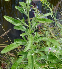 Cirsium arvense vestitum