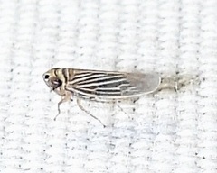Graminella villica