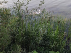 Anser anser domesticus