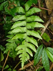 Hymenasplenium subnormale