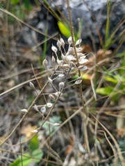 Alyssum trichostachyum