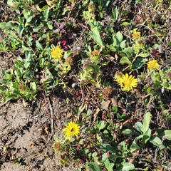 Grindelia camporum