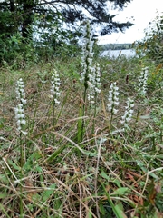 Spiranthes