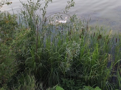 Anser anser domesticus