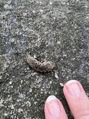 Megapallifera mutabilis