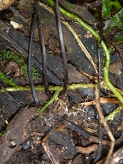 Hymenasplenium subnormale