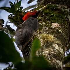 Campephilus guatemalensis