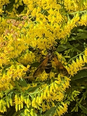Tachytes guatemalensis