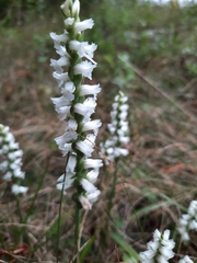 Spiranthes