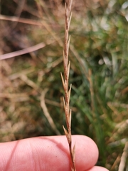 Lolium perenne